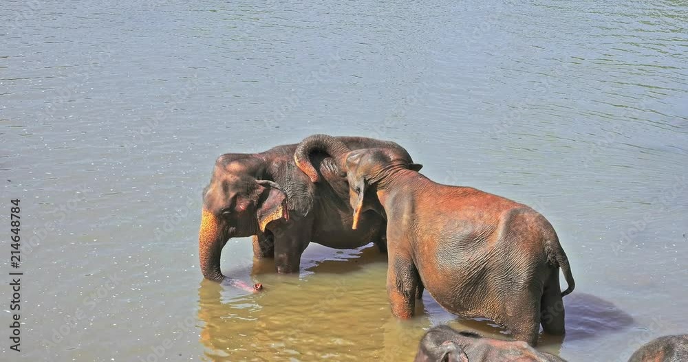 Male elephant shows attraction and affection by touching female mate