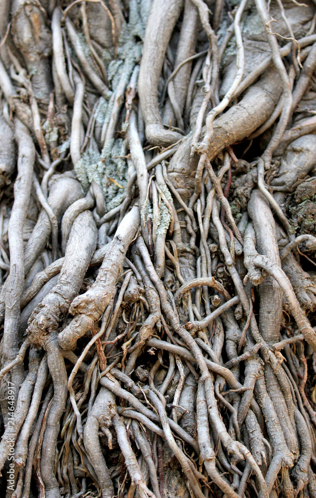 Old Roots Texture