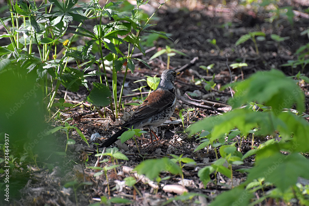 Blackbird-mountain ash on the grass Blackbird-mountain ash on the grass