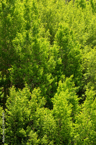 Green Forest Texture