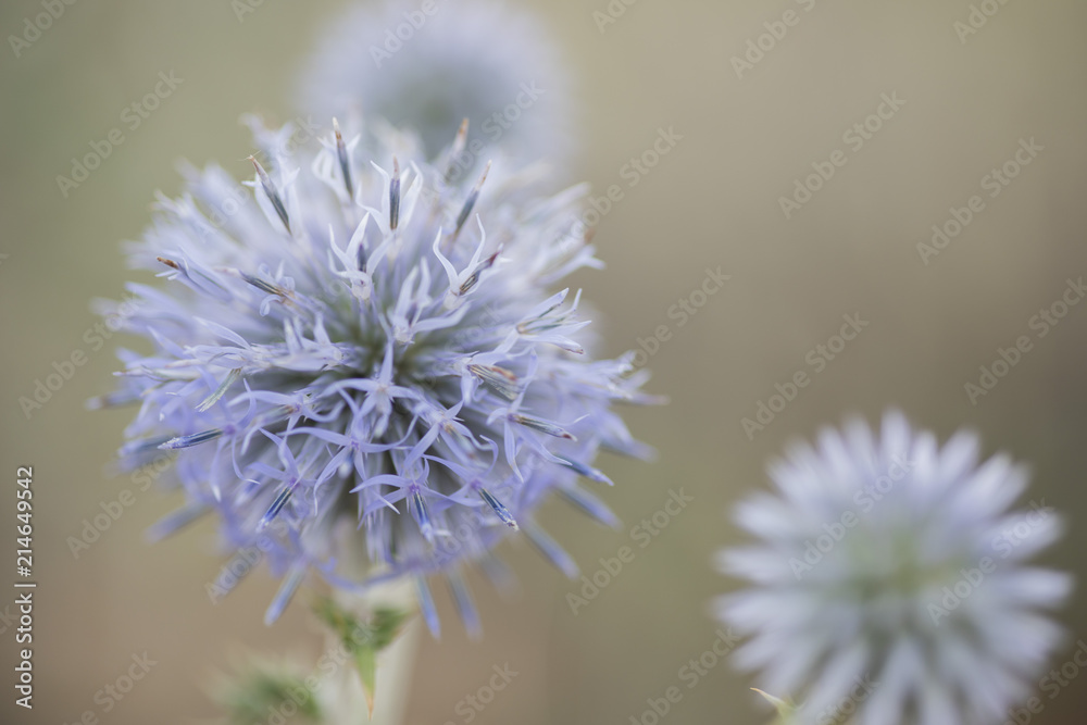 Cardo-1 Cardo-1