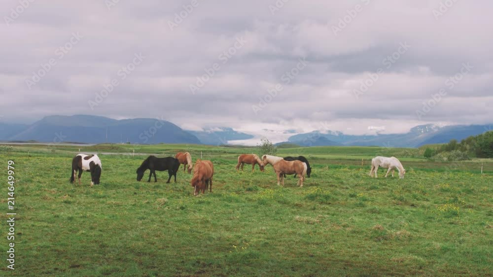 Icelandic horses in field with mountains background Icelandic horses in field with mountains background