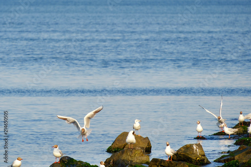 Gulls on the Sea of Marmara in Istanbul photo