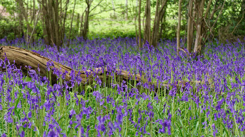 Bluebell Woods