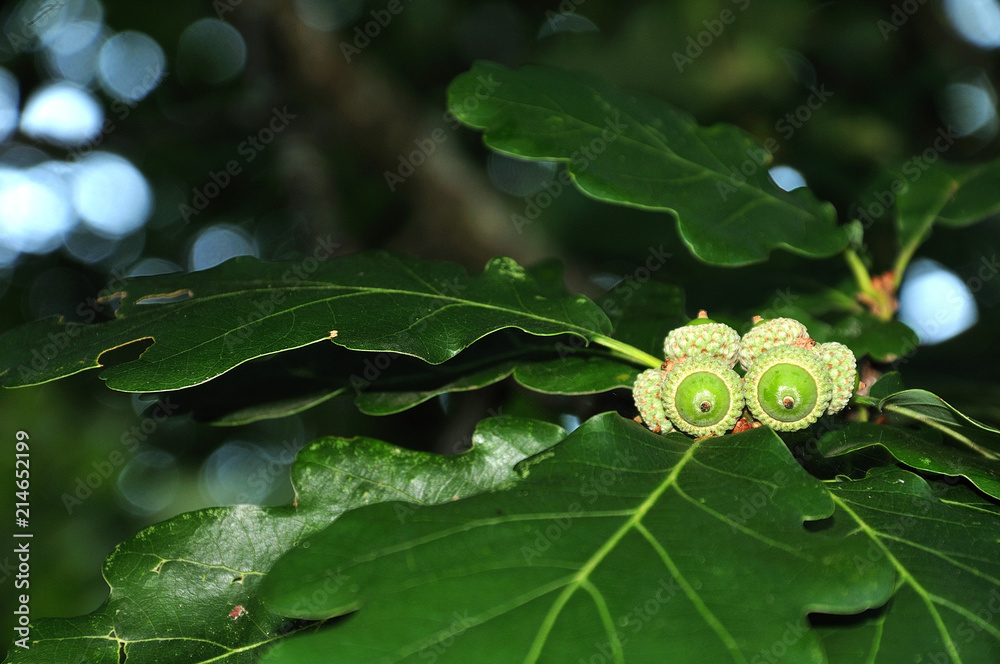 Naklejka premium green acorns on twig of an oak tree