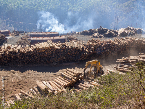 Tree logging in rural Swaziland with heavy machinery, stacked timber and forest in background, Africa photo