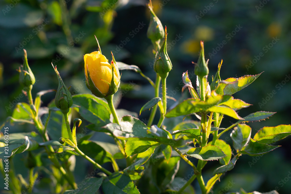 Obraz premium yellow roses are ready to open