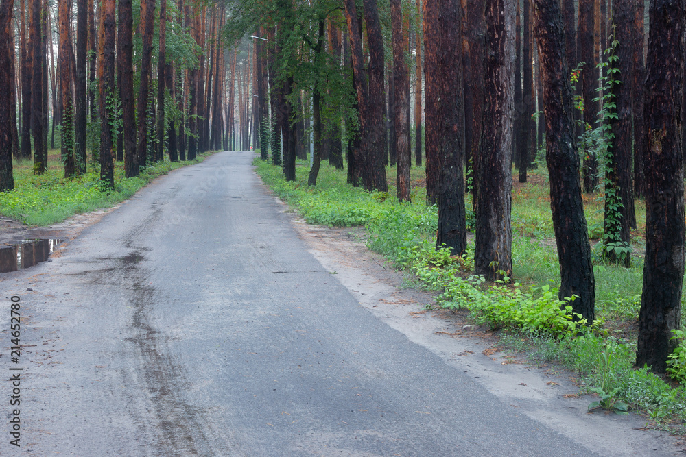 Fototapeta premium Parkway in the forest after rain