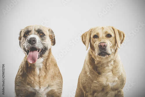 Couple of two expressive mongrel dogs posing in the studio against white background