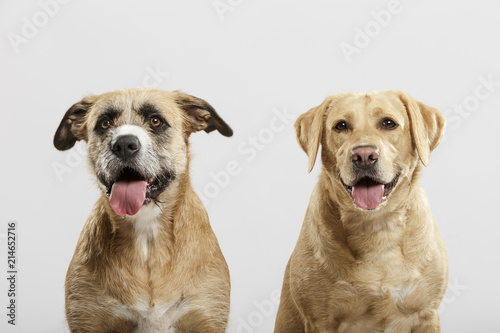 Couple of two expressive mongrel dogs posing in the studio against white background