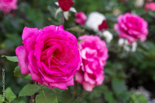 Bush of pink roses