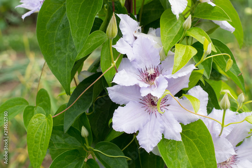 Foto Clematis Snow queen in garden