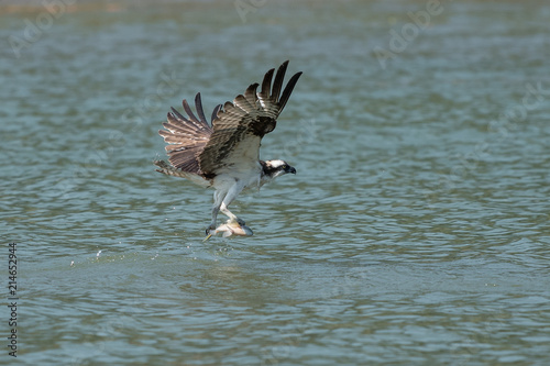 Osprey catching fish from the lake.
