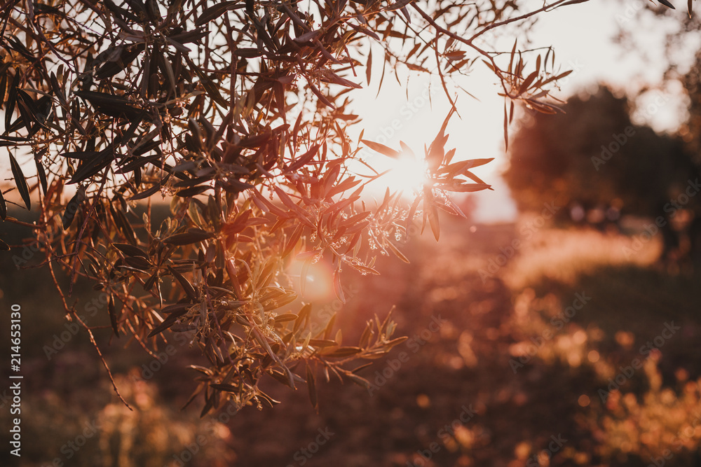 Olive tree branch at warm spring or summer sunset, natural background of a ripe green olives, seasonal fruits and harvest concept Olive tree branch at warm spring or summer sunset, natural background of a ripe green olives, seasonal fruits and harvest concept