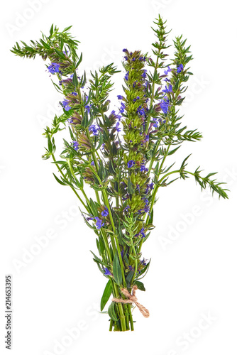 Fresh hyssop herb with flowers, isolated on white background.