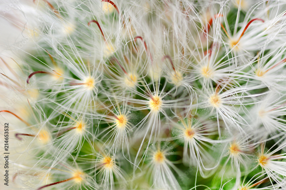 Cactus Macro Cactus Macro