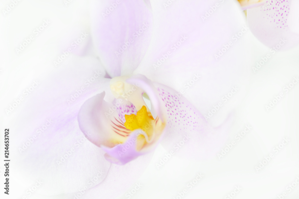 Minimal Orchid background