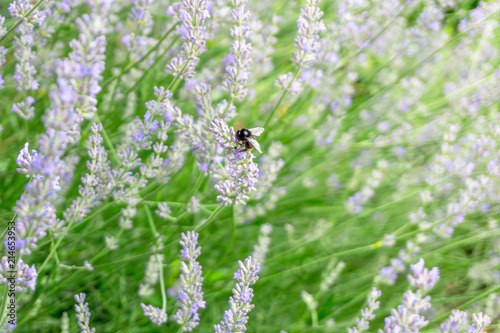 Fototapeta Naklejka Na Ścianę i Meble -  bumblebee on lavender