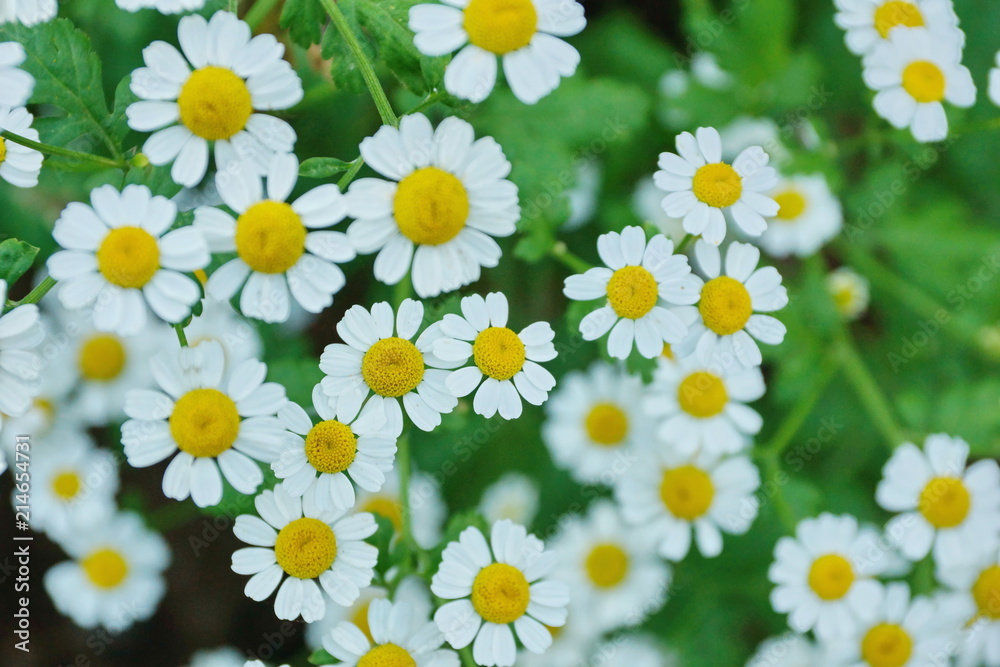 white Daisy decorative in the garden close-up white Daisy decorative in the garden close-up