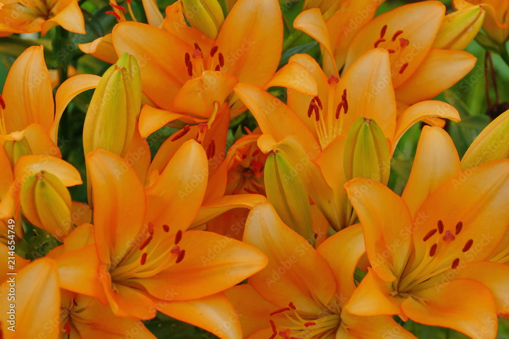 orange lilies in the garden close-up