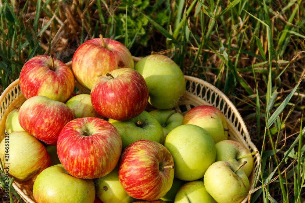 Fresh ripe apples in basket on the green grass