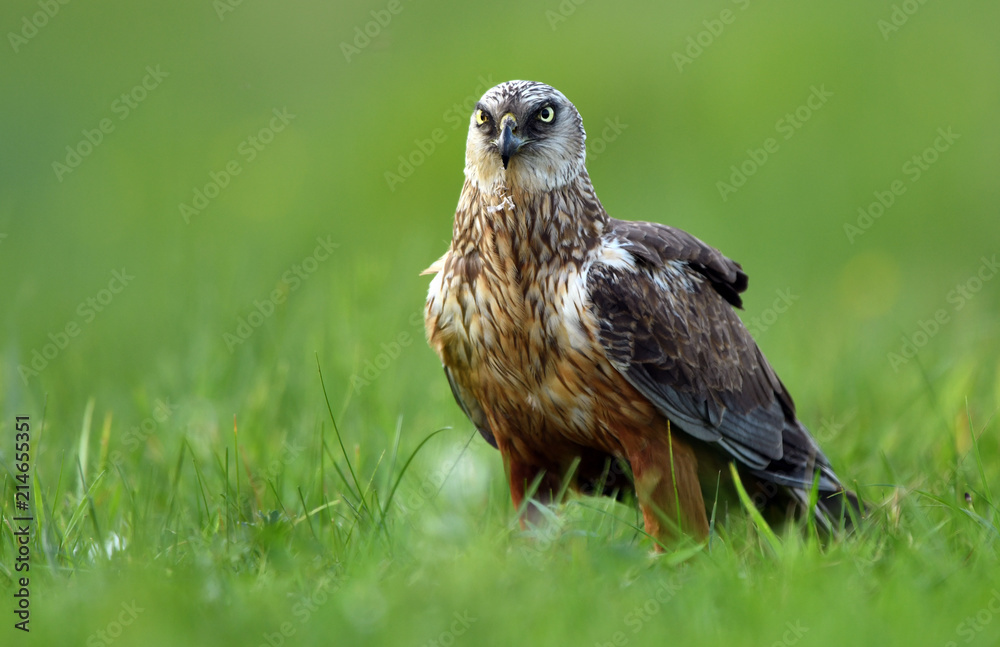 Marsh harrier (Circus aeruginosus) - male Marsh harrier (Circus aeruginosus) - male