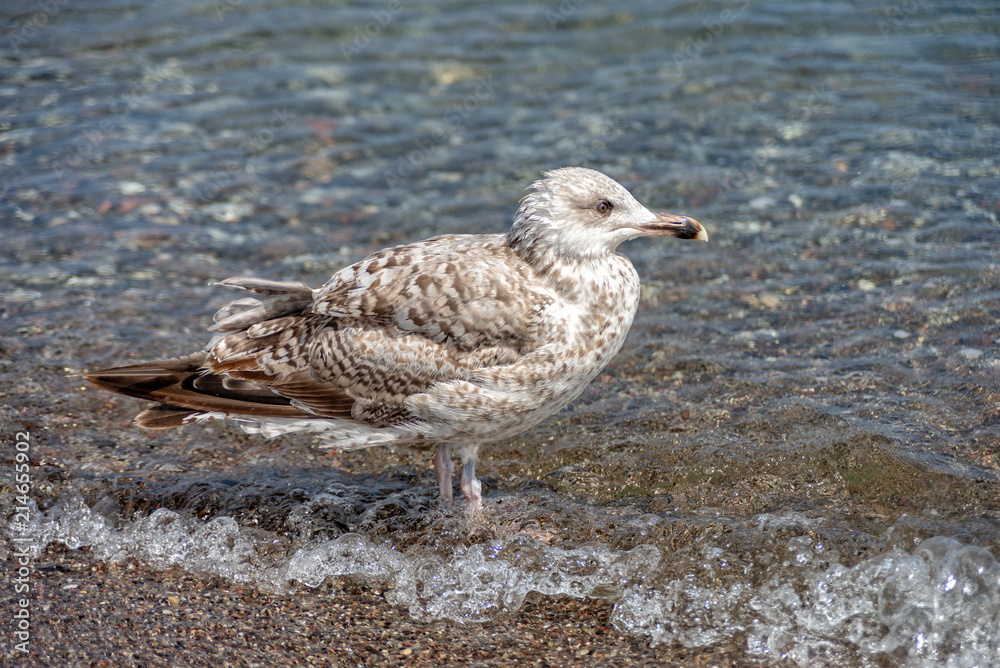Little seagull is running through the water of the Baltic Sea Little seagull is running through the water of the Baltic Sea