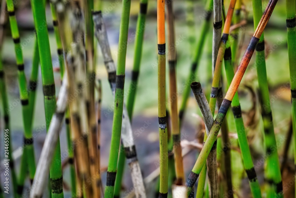 Dutch landscape in the summertime with flowers and plants