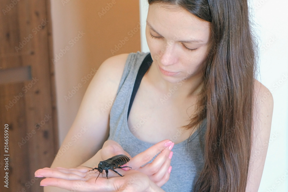 Obraz premium Young woman holding a male of Gromphadorhina portentosa the hissing cockroach, one of the largest species of Madagascar cockroach.