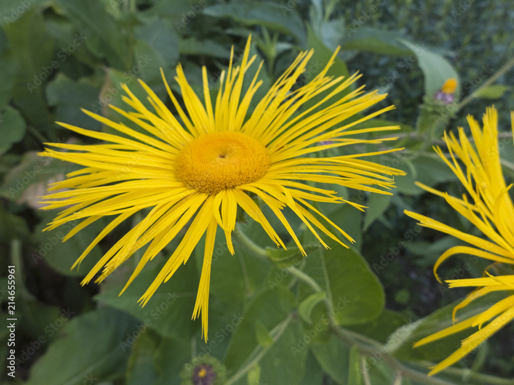 Obraz premium Echter Alant ist eine Pflanze aus der Familie der Korbblütler. Sie wird bereits seit der Antike als Heil- und Gewürzpflanze verwendet.