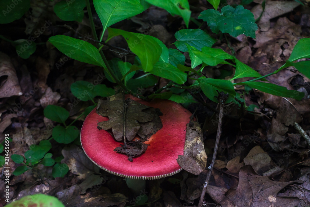 Mushroom russula with pink-red hat. Mushroom in the natural environment. Mushroom russula with pink-red hat. Mushroom in the natural environment.