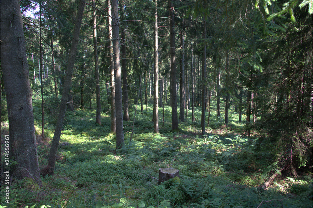Obraz premium Wald im Sonnenlicht