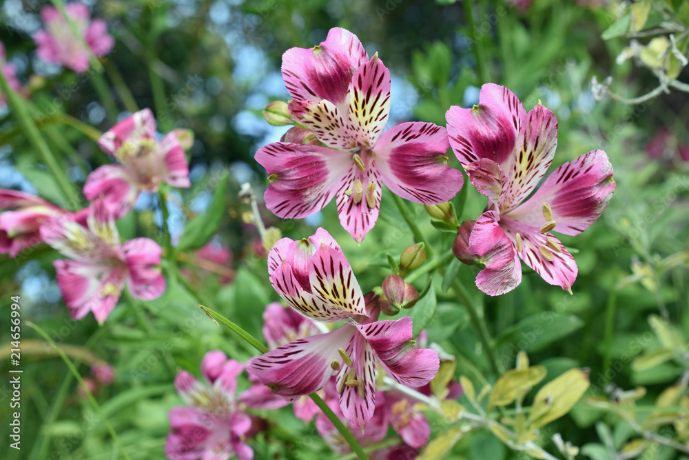 Obraz premium Purple Leopard Flowers