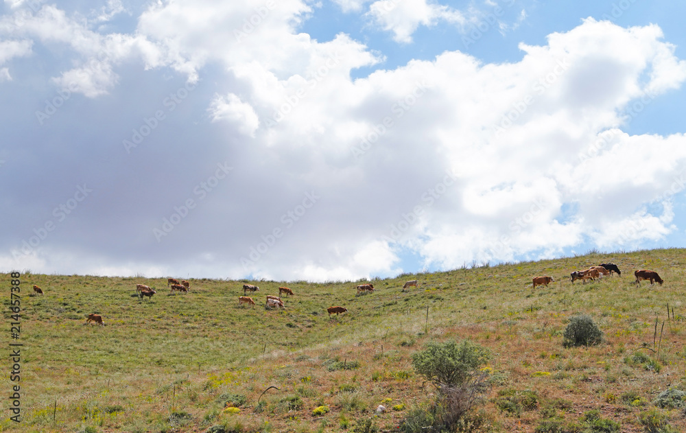 Highland Cows on a Field, Kahramanmaras, Turkey