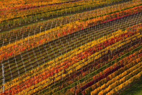 Obraz na płótnie Winemaking in Europe. Geometrically Located Multi-Colored Autumn Rows Of Vineyards.Abstract Background With Autumn Colorful Vine. Landscape In Autumn Color With Rows Of Grape Vines Different Varieties w salonie