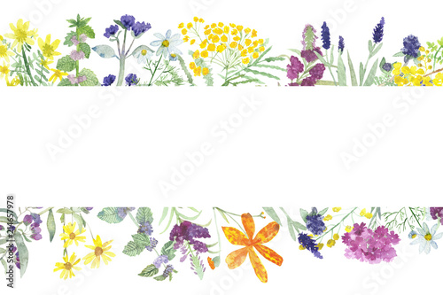Watercolor pattern of useful field plants and flowers. Bright flowers and green leaves