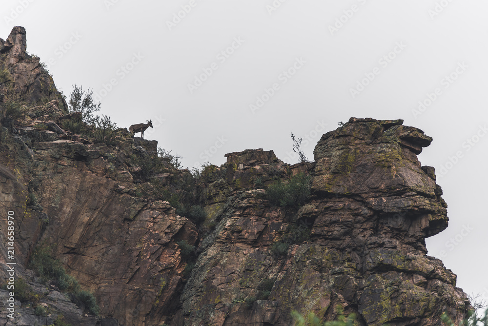Mountain Goat Denver Colorado