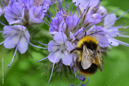 Close up of a bee pollinating a Phacelia daspylla (scorpionweed) flower photo