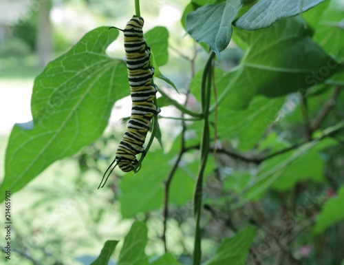 Monarch caterpillar in the garden