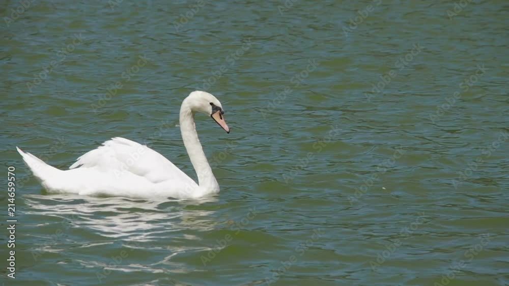 A white swan is swimming in a pond. A white swan is swimming in a pond.