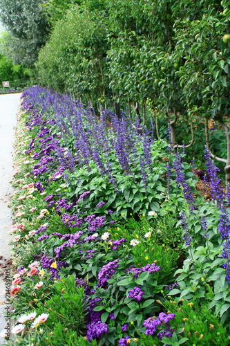 plate-bande de floraison bleue,d'été,delphinium...