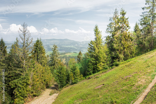 A beautiful summer or spring mountain landscape with a road  a coniferous forest in the foreground and mountains in the background