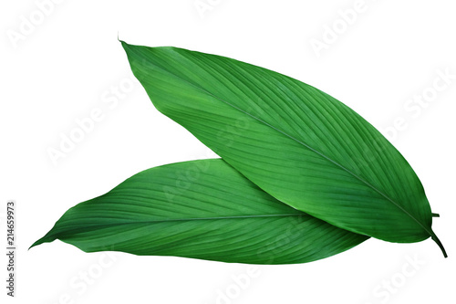 Green leaves of turmeric (Curcuma longa) ginger medicinal herbal plant isolated on white background, clipping path included. photo