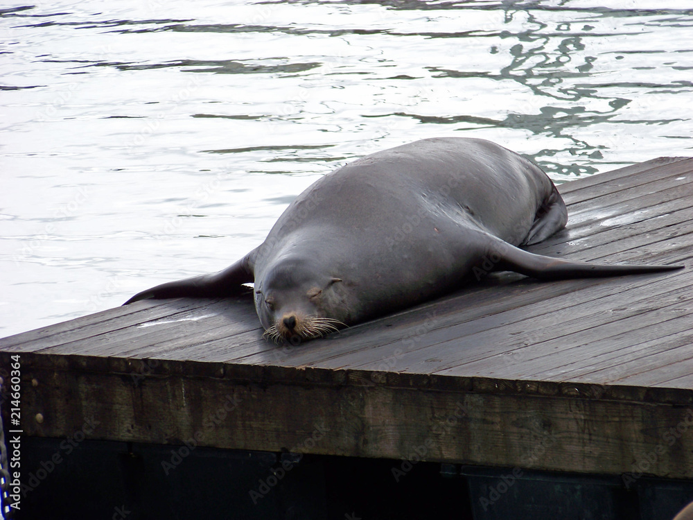 Fototapeta premium Seal Napping on Dock