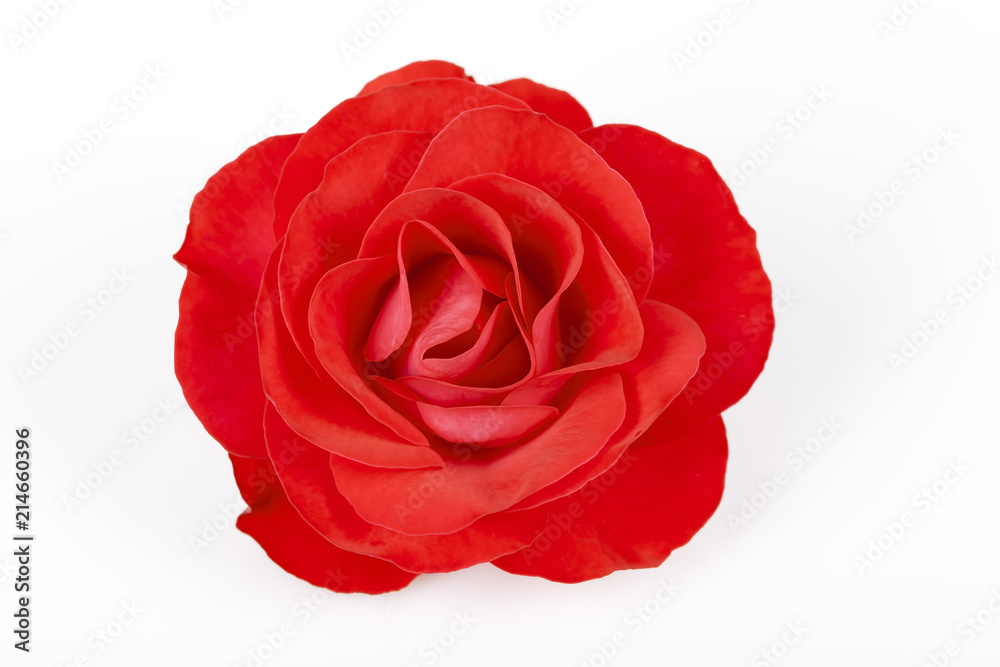 A red rose isolated on white A red rose isolated on white
