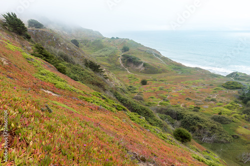 Foggy Ice Plant Dunes overlooking the Pacific Ocean. Thornton State Beach, Daly City, San Mateo County, California, USA.