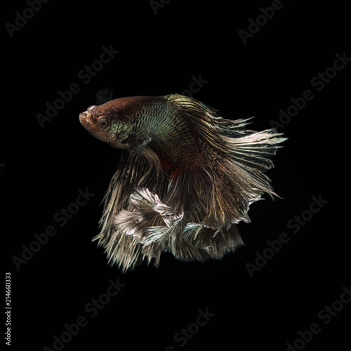 Siamese fighting fish show the beautiful fins tail.