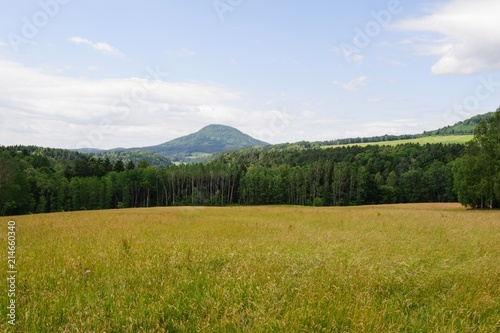 Beautiful green landscape with meadow, trees and sky