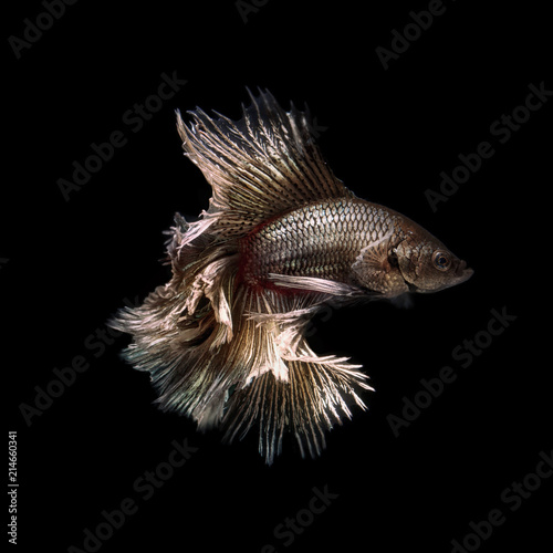 Siamese fighting fish show the beautiful fins tail.
