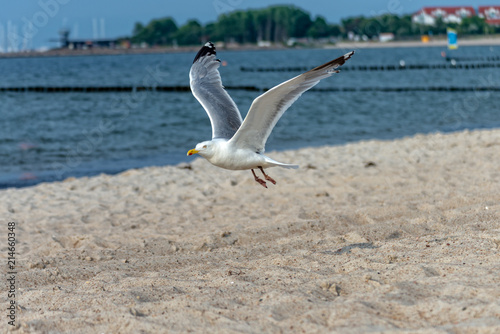 Seagull flies along the Baltic Sea